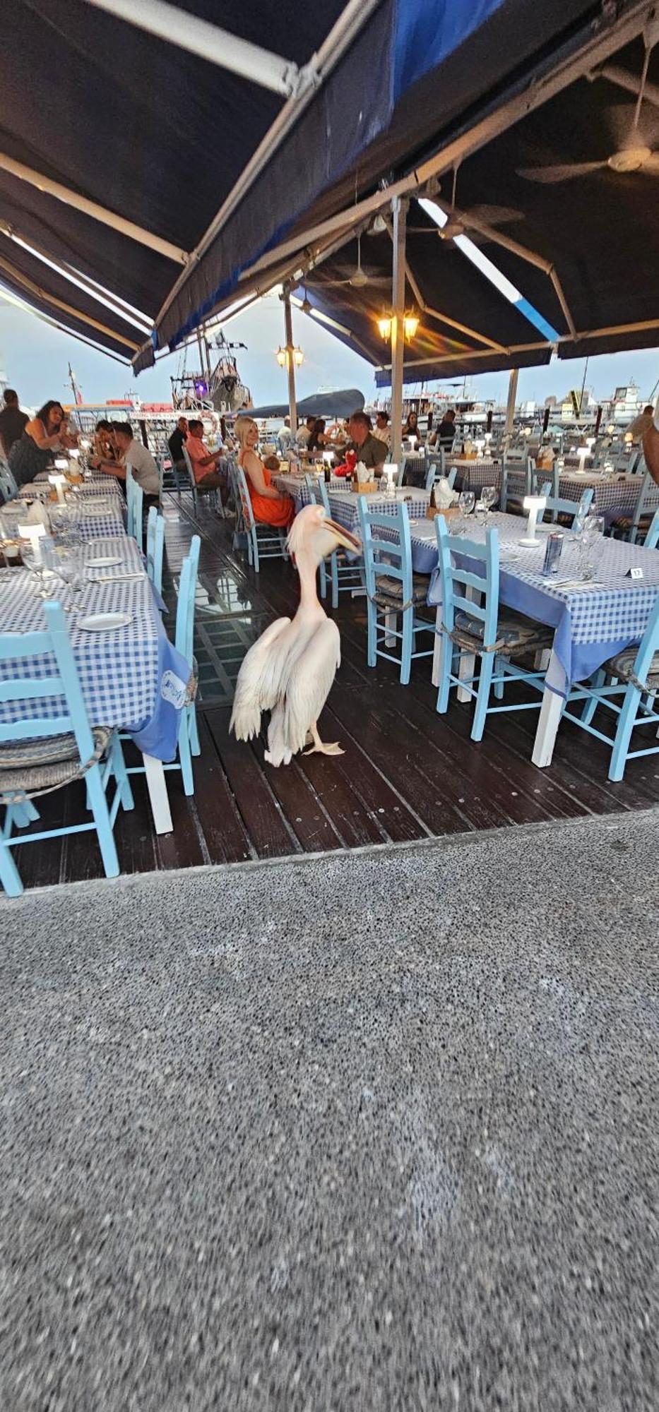 Maya Villa Pafos Dış mekan fotoğraf